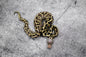 Spotnose Chocolate Pastel 100% Het Clown - male
