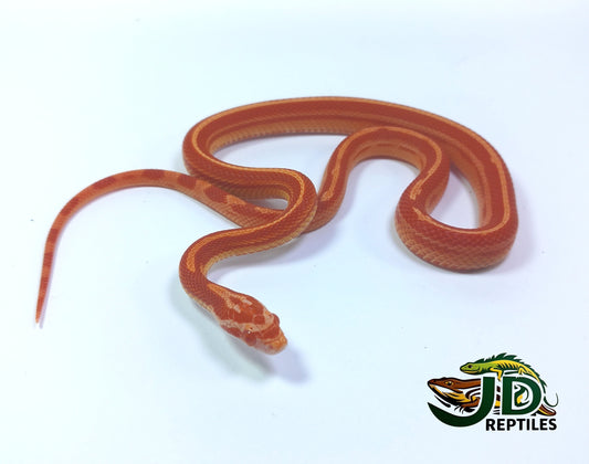 Striped (Corn Snake)