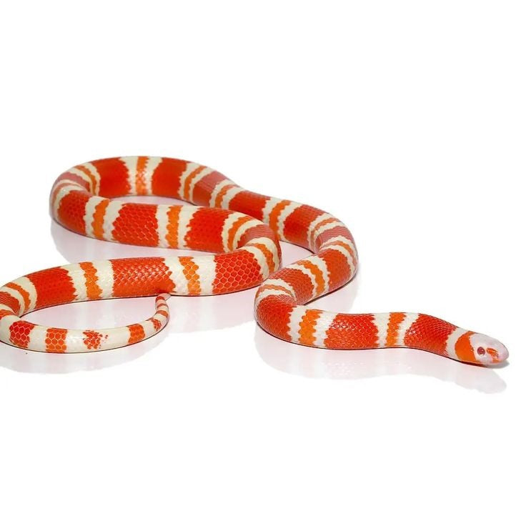 Honduran Albino Tangerine (Milk Snake)