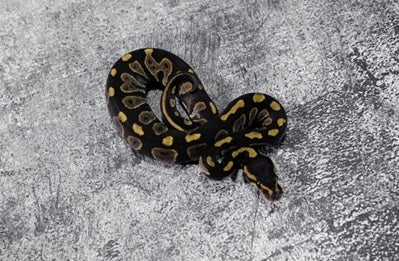 Chocolate 50% Het hypo  Female