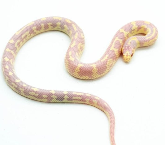 California king Albino Aberrant