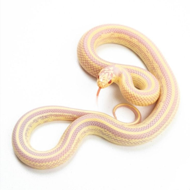 Albino king snake- Striped