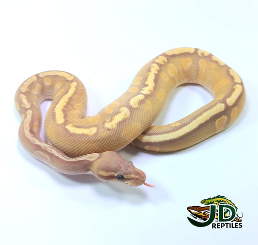 Ball Pythons – JD Reptiles LB
