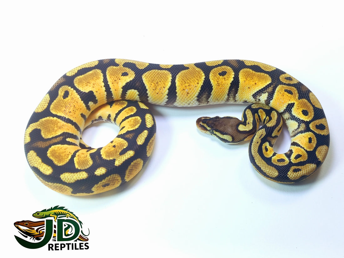 Pastel (Ball Python) – JD Reptiles LB