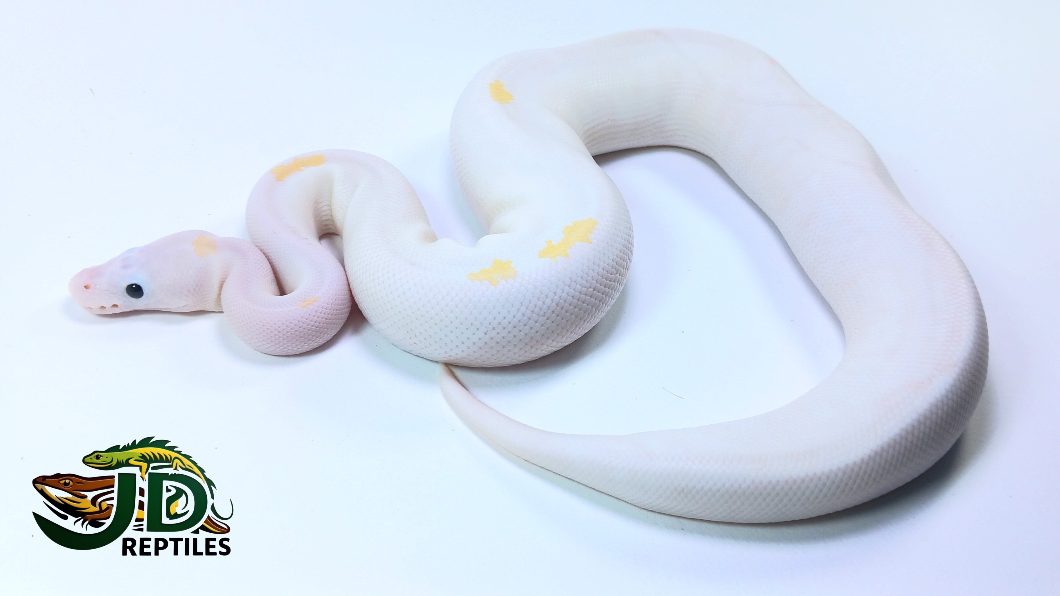Super Fire (Ball Python) – JD Reptiles LB