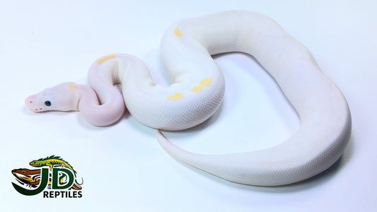Jade Ball Python Ball Pythons β JD Reptiles LB