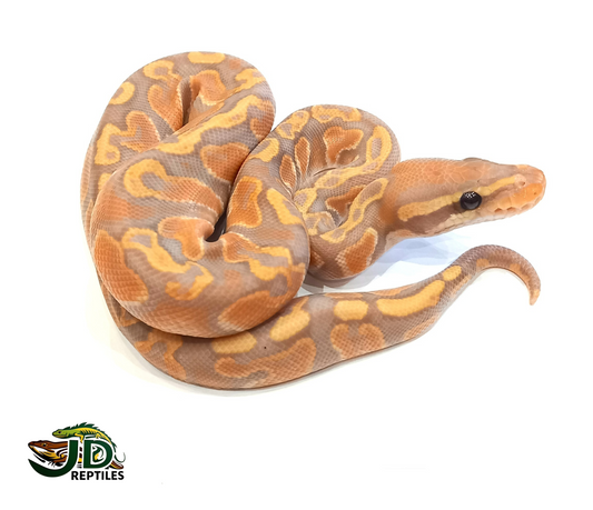 Banana GHI (Ball Python)