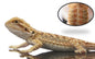 Normal Light Color (Bearded Dragon)