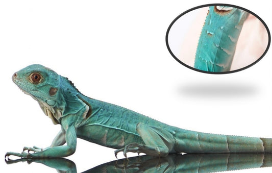 Blue Iguana