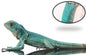 Blue Iguana