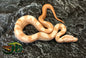 Boa constrictor- Sharp Sunglow