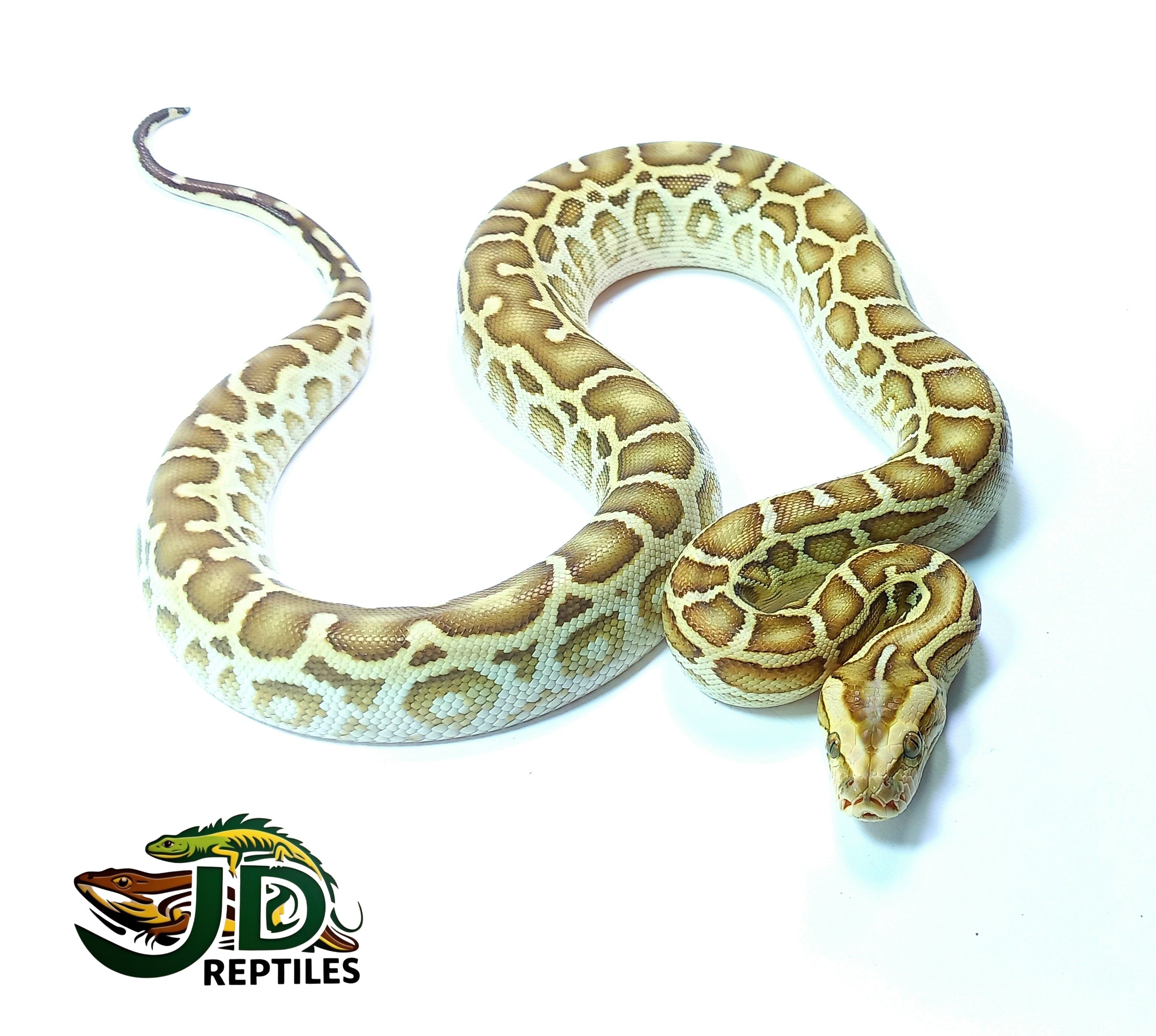 Hypo (Burmese Python) – JD Reptiles LB