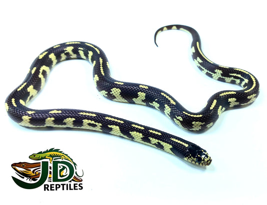 California (King Snake)