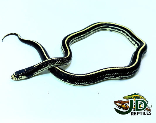 California Striped (King Snake)