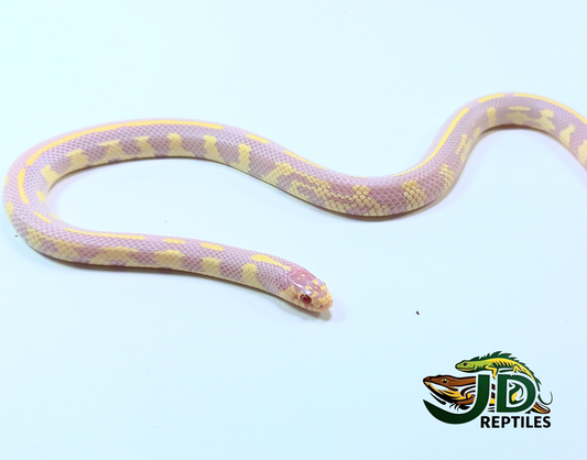 California Albino (King Snake)