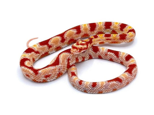 Jungle albino (Corn Snake)