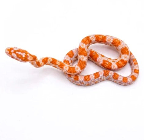 Creamsicle corn snake