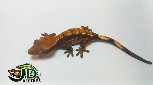 Crested Gecko Flame (#2)