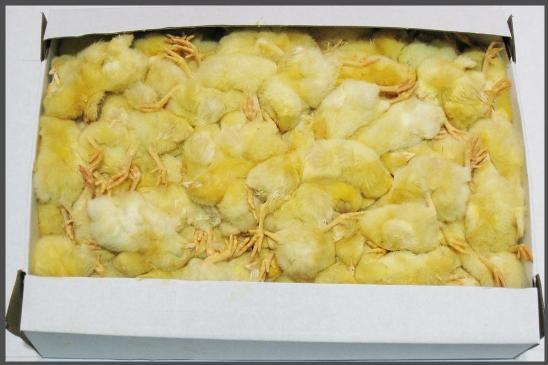 Chicks (Frozen)