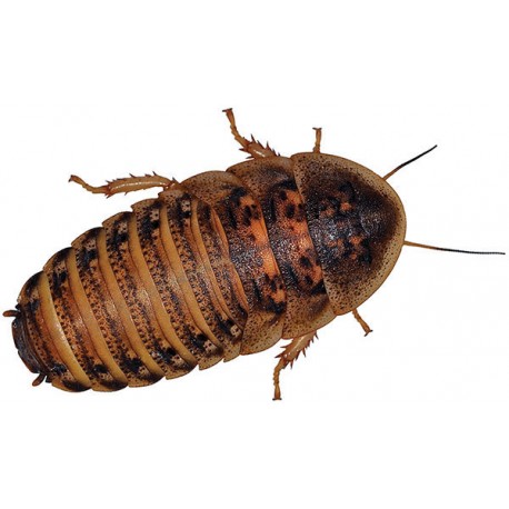 Dubia Roaches (25 roaches)