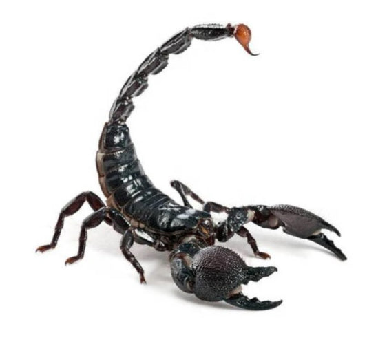 Emperor scorpion