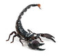 Emperor scorpion
