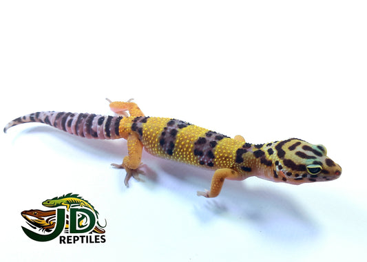Banded #1 (Leopard Gecko)