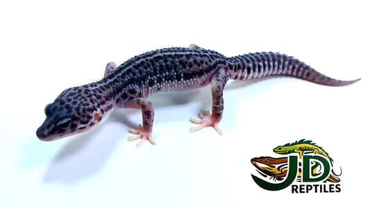 Super Snow (Mack Leopard Gecko)
