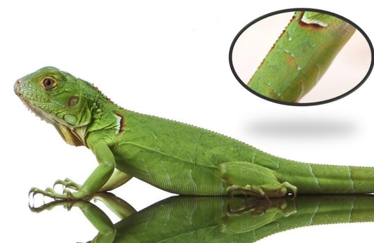 Green Iguana