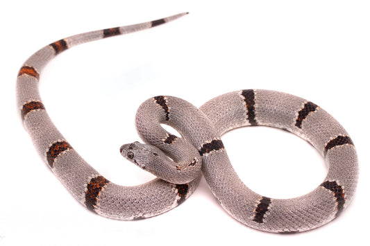 Alterna king snake
