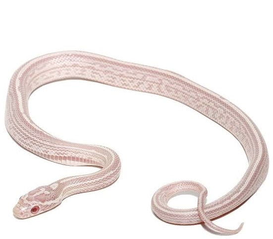 Tessera Snow corn snake