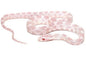 Snow corn snake