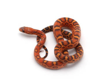 Scaleless corn snake