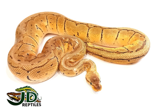 Lemon Blast (Ball Python)