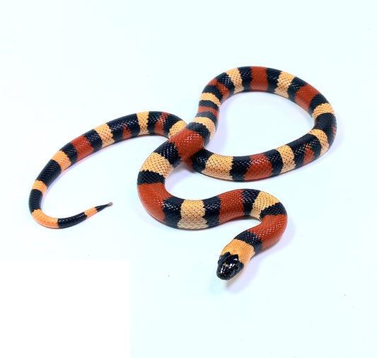 Campbell's (Milk Snake)