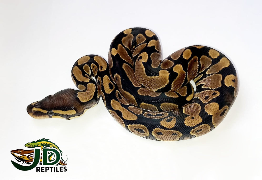 Normal (Ball Python) – JD Reptiles LB