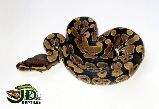 Ball Python Normal Coloration Ball Pythons – JD Reptiles LB