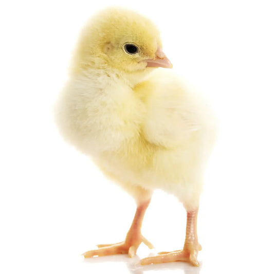 Chicks (Frozen)