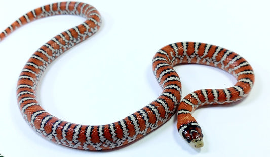 Lampropeltis pyromelana (King Snake)