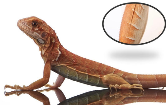 Red Iguana