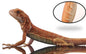 Red Iguana