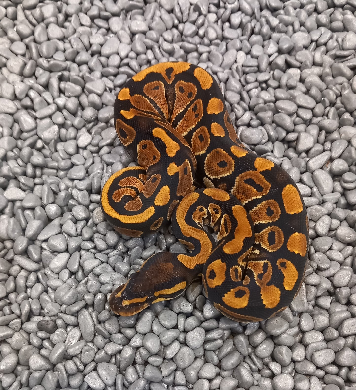 Normal - Female