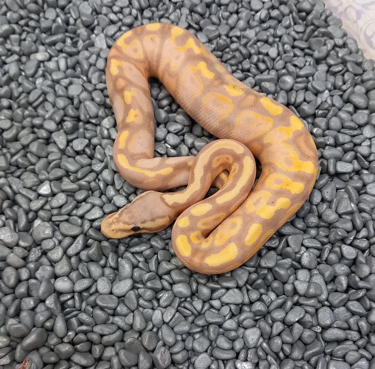 Banana Mojave