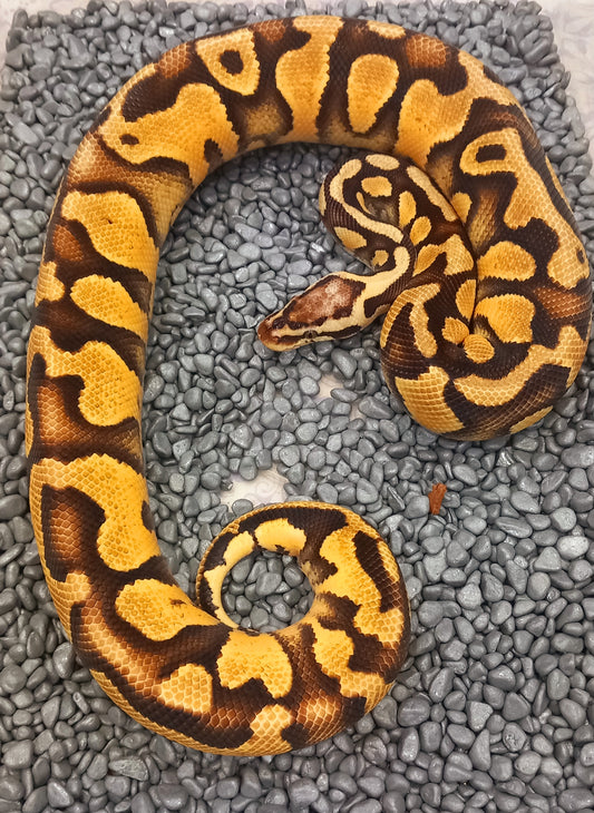 OD - Enchi Pastel Asphalt - Specter (HI) male