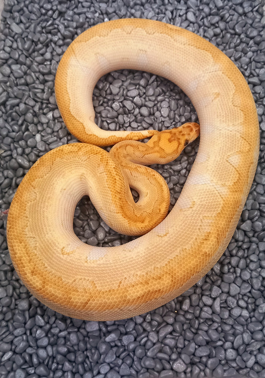 Lesser Clown male