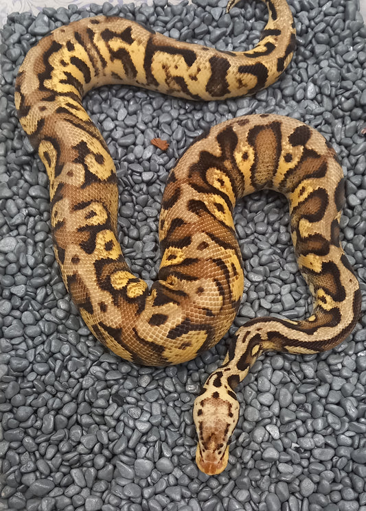 Spotnose Chocolate Pastel 100% Het Clown - male