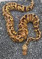 Spotnose Chocolate Pastel 100% Het Clown - male