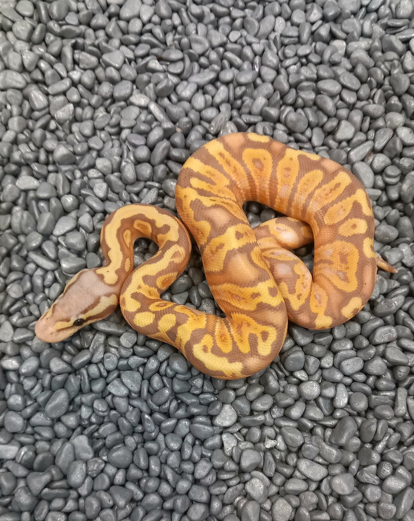 Banana Pastel- Female