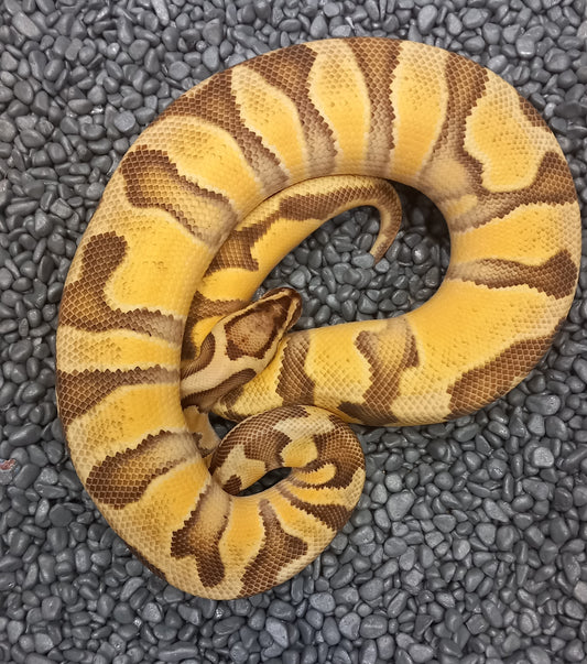 OD Enchi YB Pastel 100% Het Clown (HI)  Female