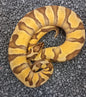 OD Enchi YB Pastel 100% Het Clown (HI)  Female